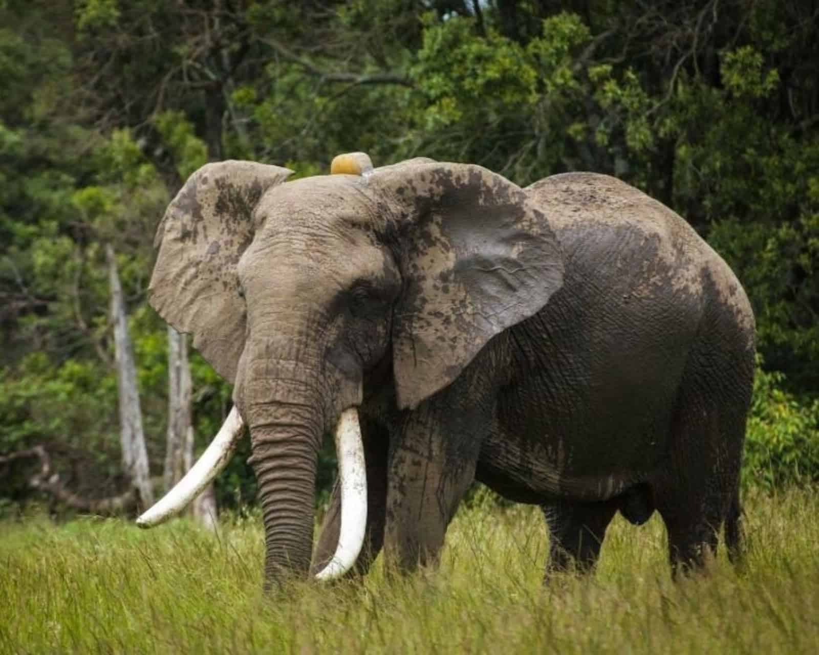 Elefant mit Halsband zum Orten